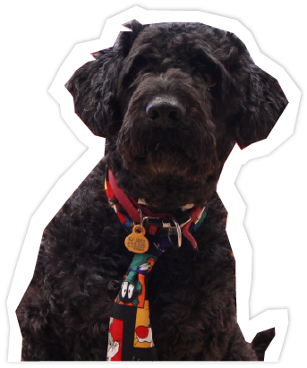 La mascota de Cadigrafía, nuestro perro Apple